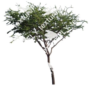 masked acacia tree